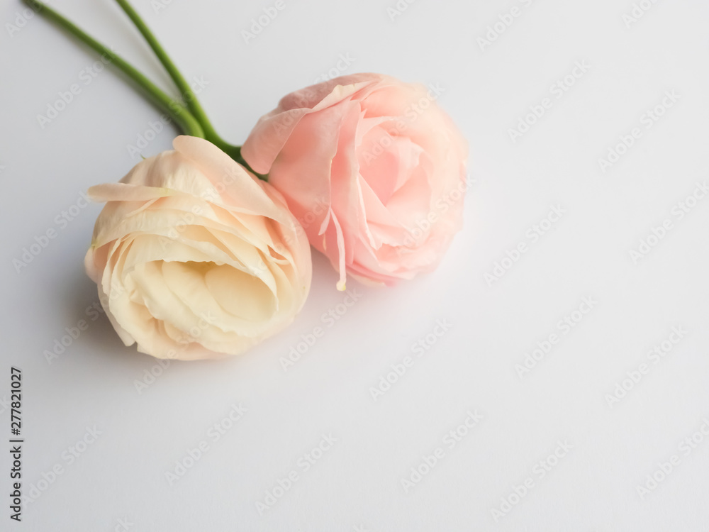 Fresh Lisianthus or Eustoma flower on wood background, Pink flower, Copy space...
