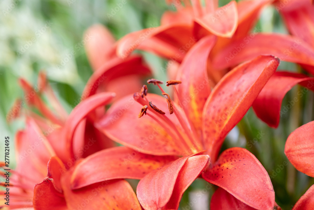 Beautiful wedding bouquet of fresh red lilies and green leaves Beautiful wedding bouquet of fresh red lilies and green leaves