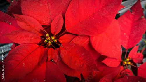 red autumn leaves