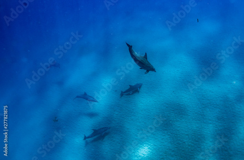 A pod of dolphins while diving in crystal clear blue water