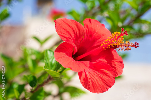 Beautiful red Hibiscus flower in Crete