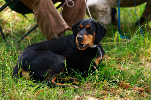Dog breed slovak kopov hound