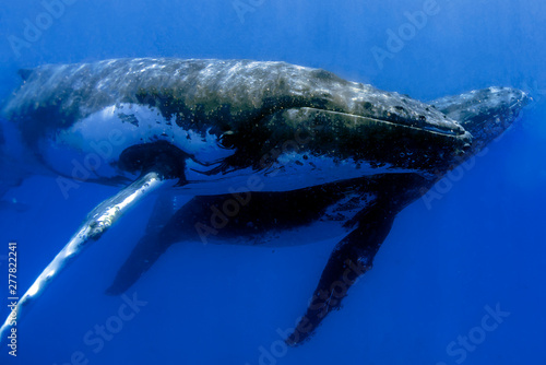 A humpback whale swimming close by under the water in blue water
