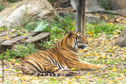 bengal tiger at zoo