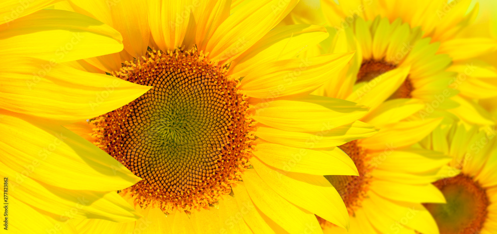 Obraz premium Amazing sunset over sunflowers field