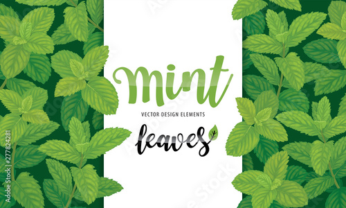 Green mint leaves on background template. Vector set of herbal element for advertising, packaging design, greeting card and fashion design.