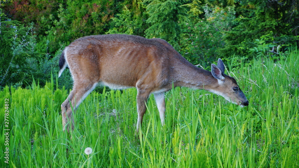 Female red deer grazing on meadow near the forest close up. Female red deer grazing on meadow near the forest close up.