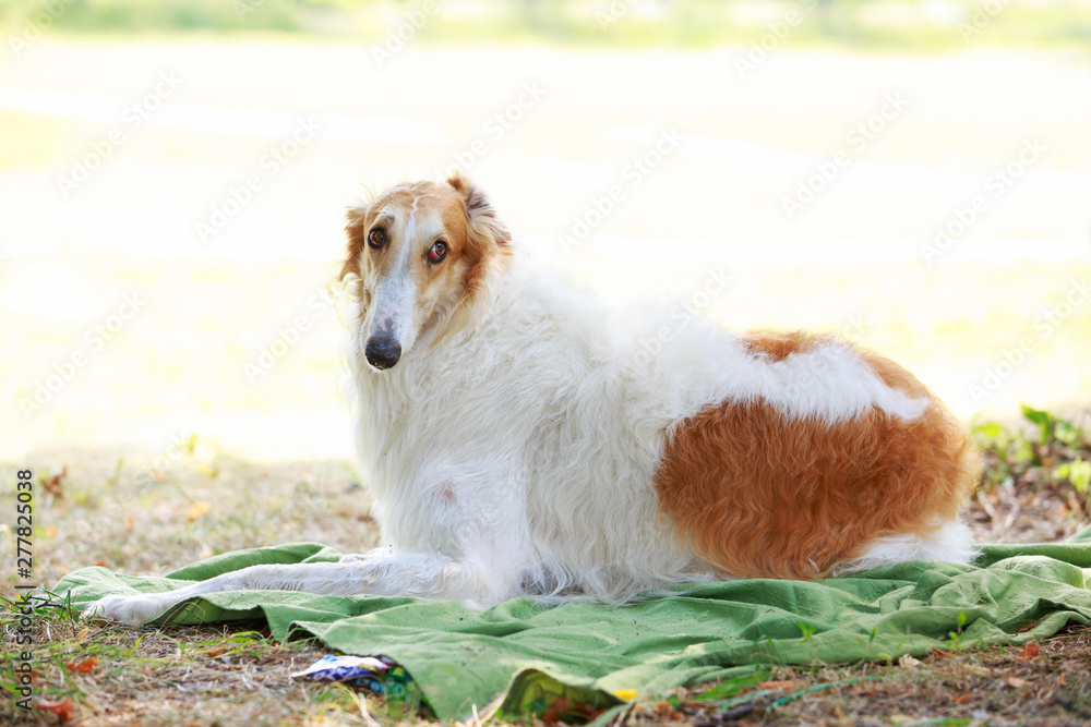 Dog breed Russian hound greyhound Dog breed Russian hound greyhound