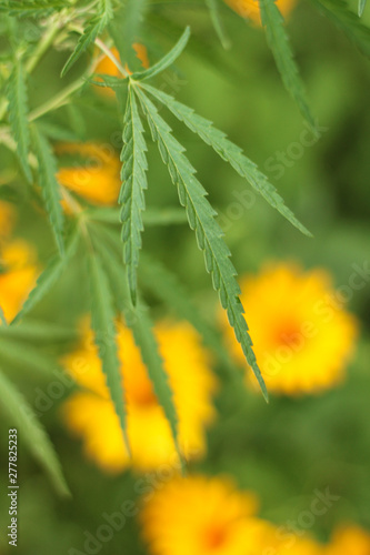Close-up leaf of marijuana on a background of colorful flowers