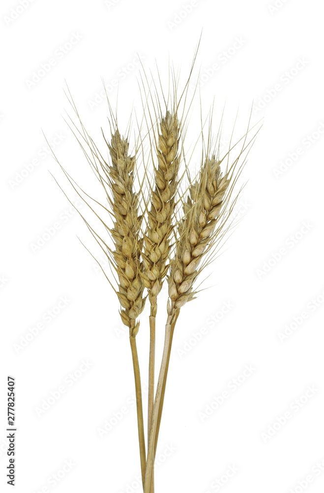 Ripe ears of wheat isolated on white background.