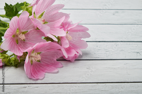 nature garden flowers with pink petals on blue background closeup