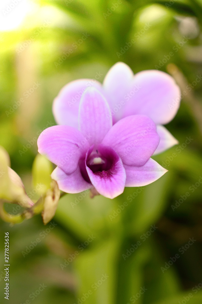 Purple orchids in botanical garden, green background. Tropical flower. Purple orchids in botanical garden, green background. Tropical flower.