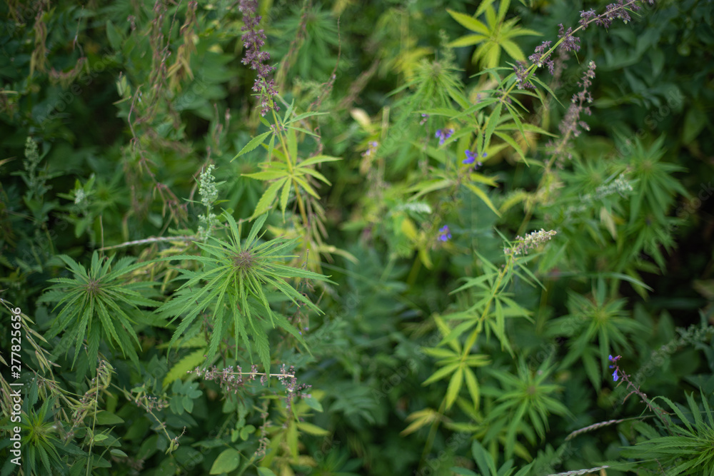 fields of industrial hemp in Estonia fields of industrial hemp in Estonia