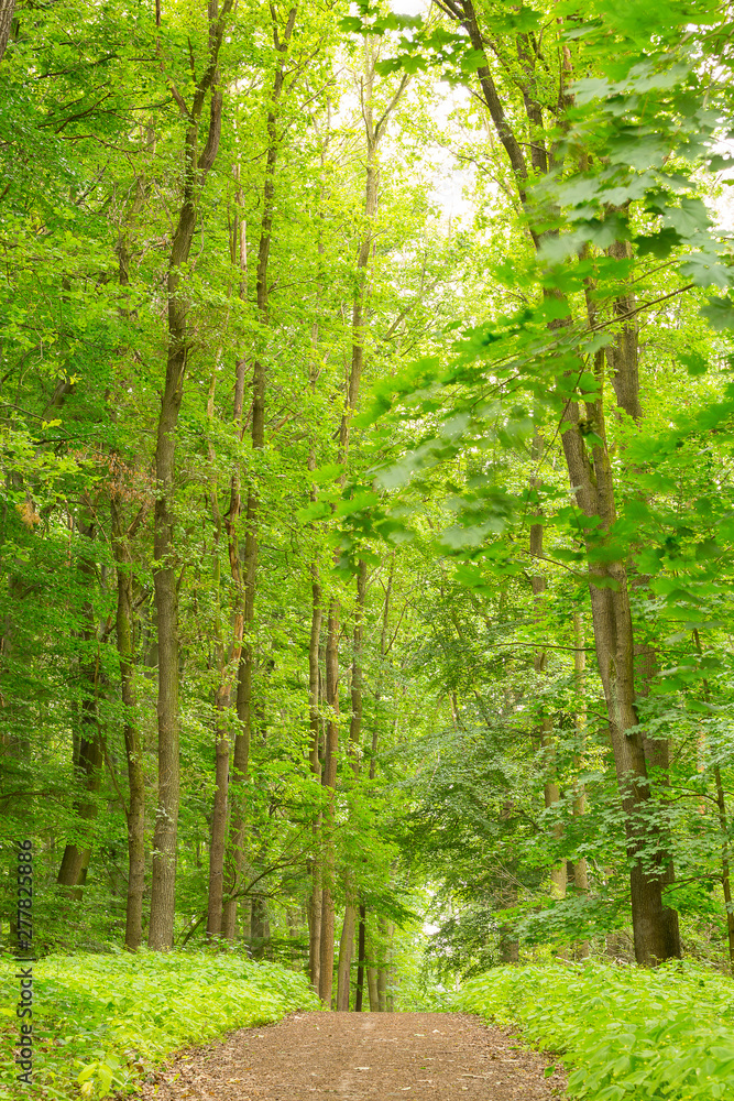 Long path in a beautiful and green forest with tall and old tress and a lot of foliage. Long path in a beautiful and green forest with tall and old tress and a lot of foliage.
