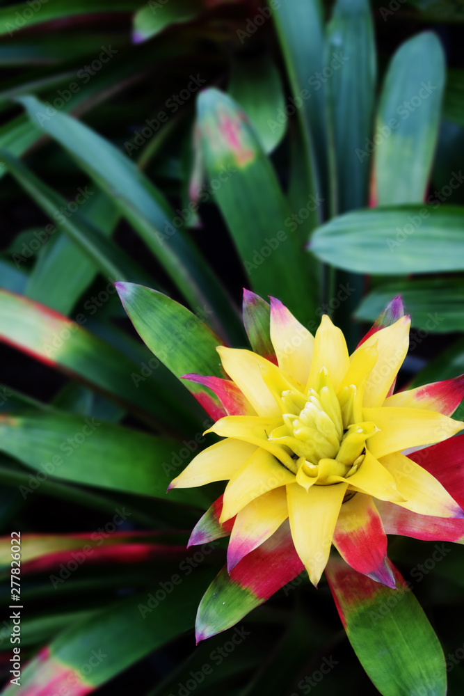 Close up of bromeliad plants. Tropical colorful plant. Botanic garden Close up of bromeliad plants. Tropical colorful plant. Botanic garden