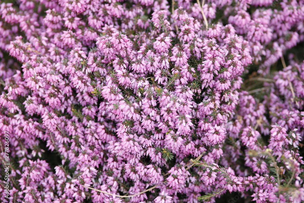 Picture of Flowers. Close up of Common Heather ( Calluna vulgaris ). Bright natural cyan background. 