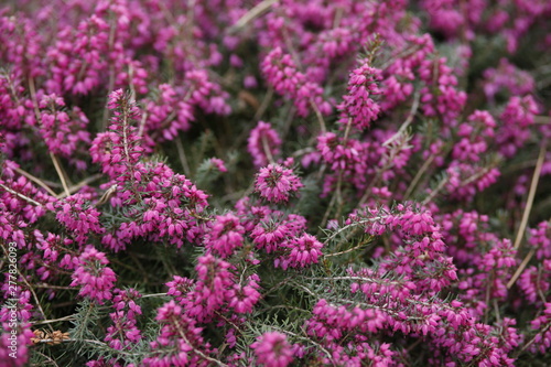 Picture of Flowers. Close up of Common Heather ( Calluna vulgaris ). Bright natural cyan background. 