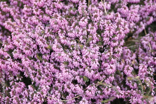 Picture of Flowers. Close up of Common Heather ( Calluna vulgaris ). Bright natural cyan background. 