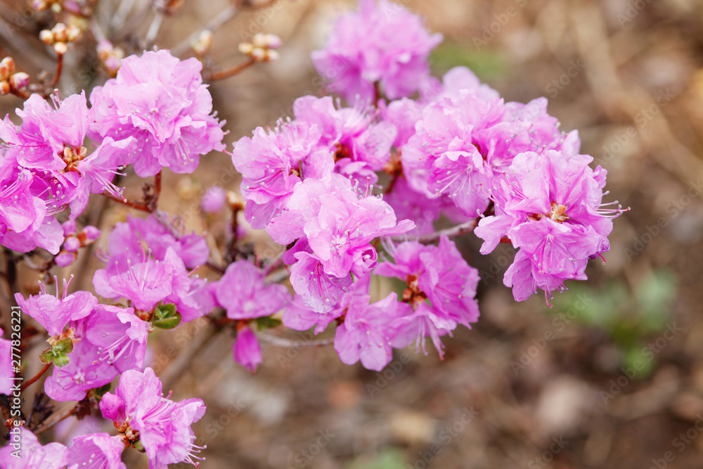 Picture of flowers. Pink Rhododendron blooming flowers in the spring garden. Picture of flowers. Pink Rhododendron blooming flowers in the spring garden.