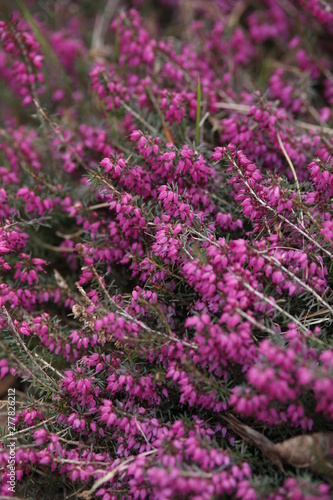 Picture of Flowers. Close up of Common Heather ( Calluna vulgaris ). Bright natural cyan background. 