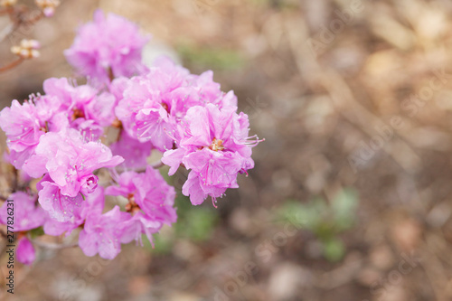 Wallpaper Mural Picture of flowers. Pink Rhododendron blooming flowers in the spring garden.  Torontodigital.ca