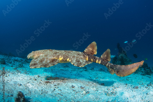 A beautiful wobbygong shark close up in blue water and high details