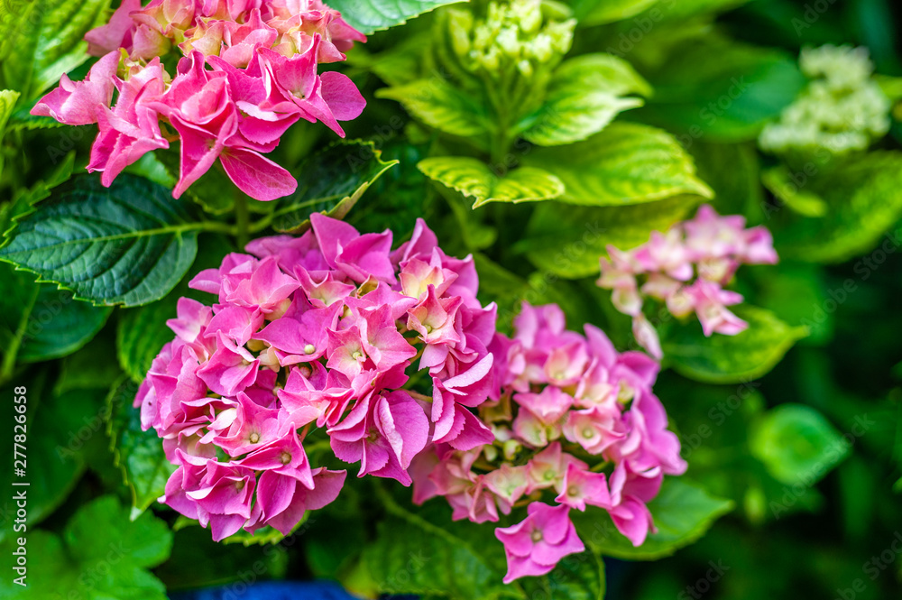 pinke hortensie, closeup