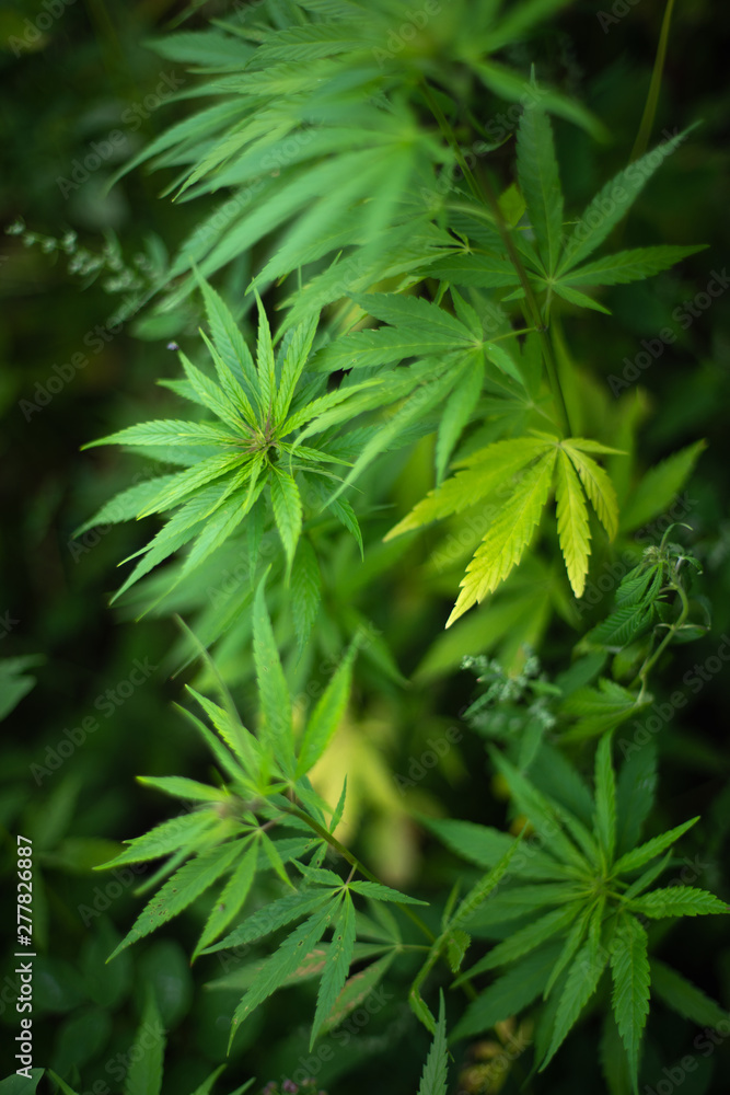 fields of industrial hemp in Estonia fields of industrial hemp in Estonia