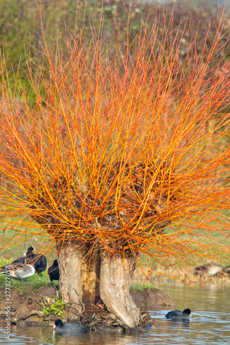 Fotografie Colourful branches of a pollarded winter Willow tree, Gloucestershire, England, UK