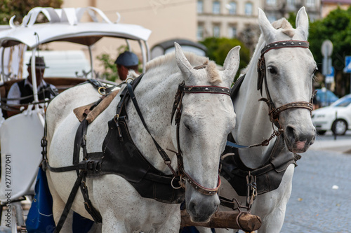 two drawn white horses and a white coach in the city, front view
