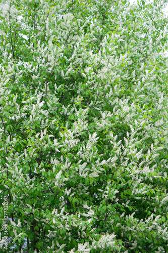 Bird cherry blossoms