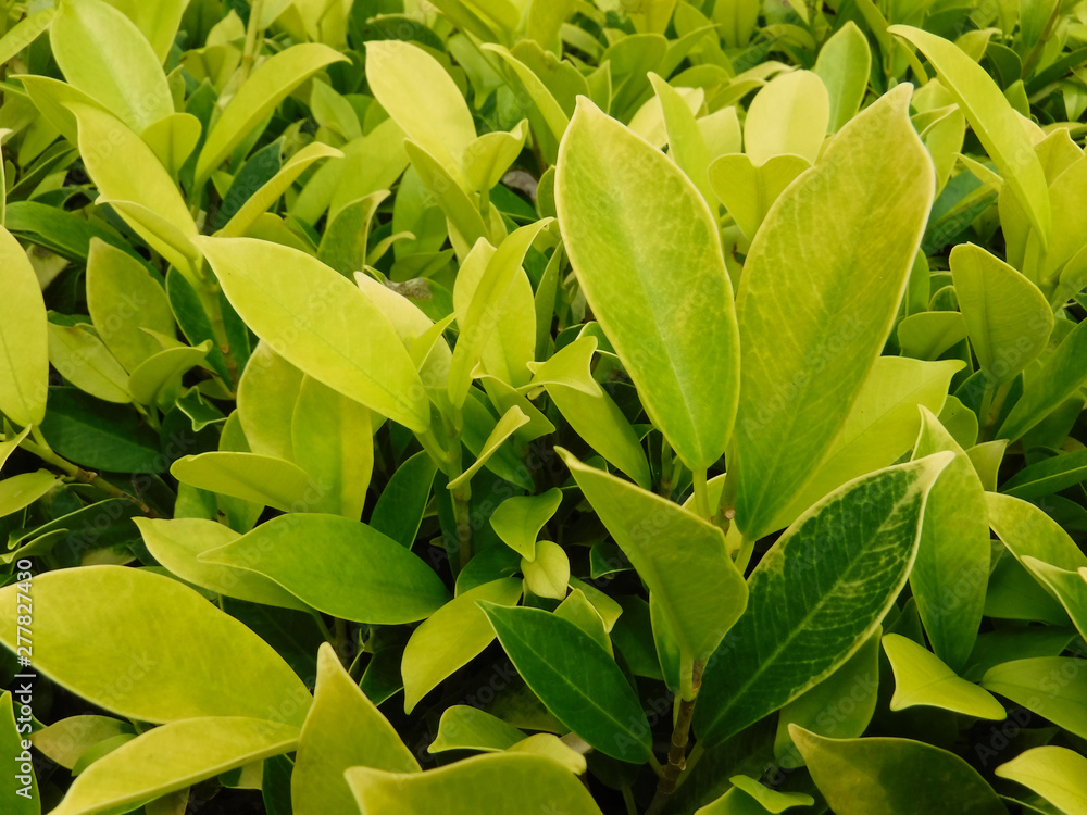 Yellow-green leaves in beautiful beautiful Yellow-green leaves in beautiful beautiful