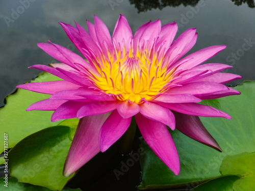 Dark pink lotus, bright color on strong sunligh