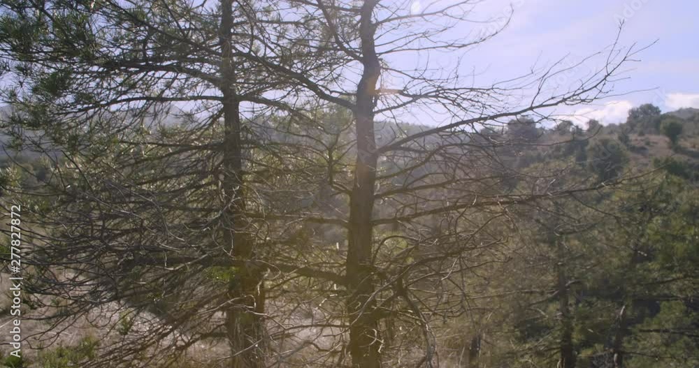 Landscape of pines in a mountain of southern Spain. Mountains in the background. Travelling movement. Flare appears. Landscape of pines in a mountain of southern Spain. Mountains in the background. Travelling movement. Flare appears.