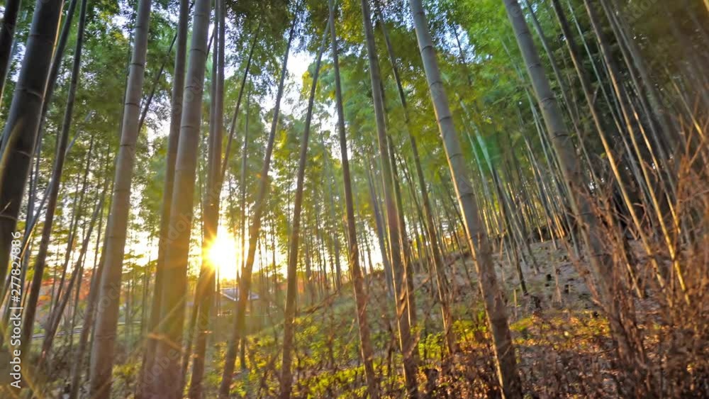 Tilt-down panning rotating shot of high dried autumn trees with the sun flares between them Tilt-down panning rotating shot of high dried autumn trees with the sun flares between them