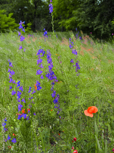 beautiful multicolored summer meadow with red poppies and purple and yellow meadow flowers