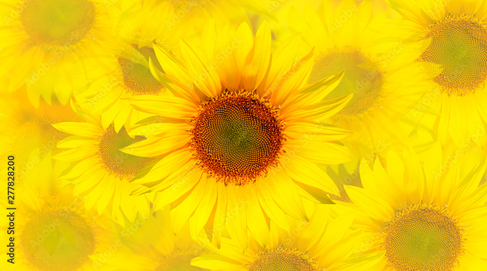 Obraz premium Amazing sunset over sunflowers field