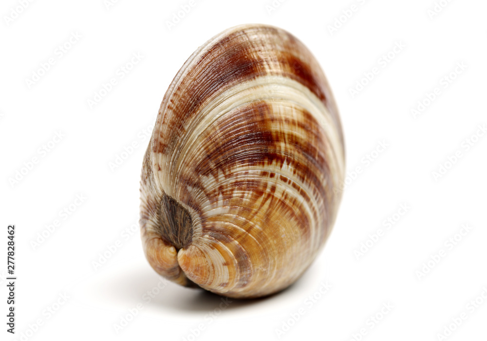 Stacked fresh raw clams on white background Stacked fresh raw clams on white background