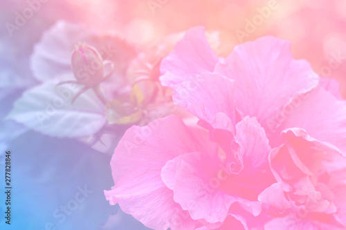 Flower background with a pastel colored for graphic design