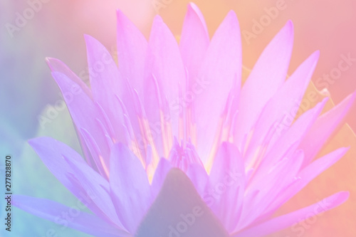 Flower background with a pastel colored for graphic design