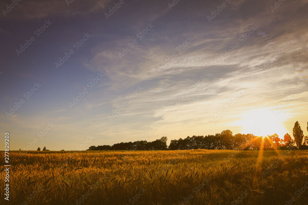 Fototapeta premium beautiful daytime summer forest landscape