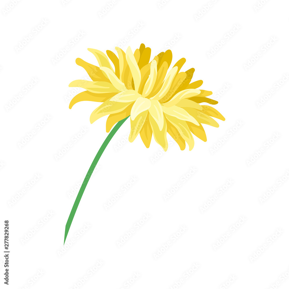 Yellow blooming flower. Vector illustration on white background.