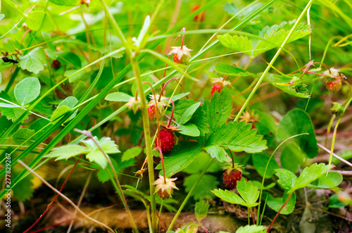 Bright red wild strawberry berries hang under the green leaves in the meadow in the summer. photo