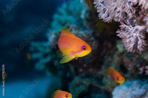 Close up of Lyretail anthias (Pseudanthias squamipinnis) females, bright orange fish with purple stripe in its face.