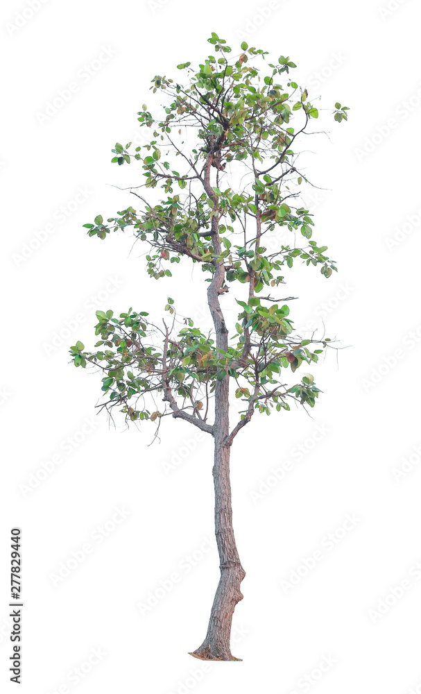 tree isolated on white background tree isolated on white background