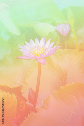 Flower background with a pastel colored for graphic design