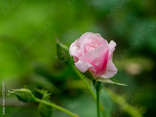 Close up pink of Damask Rose flower