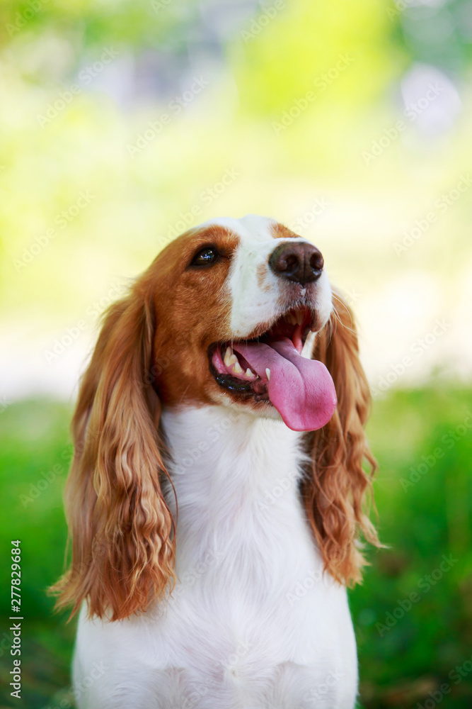 Fototapeta premium Dog breed Russian hunting spaniel