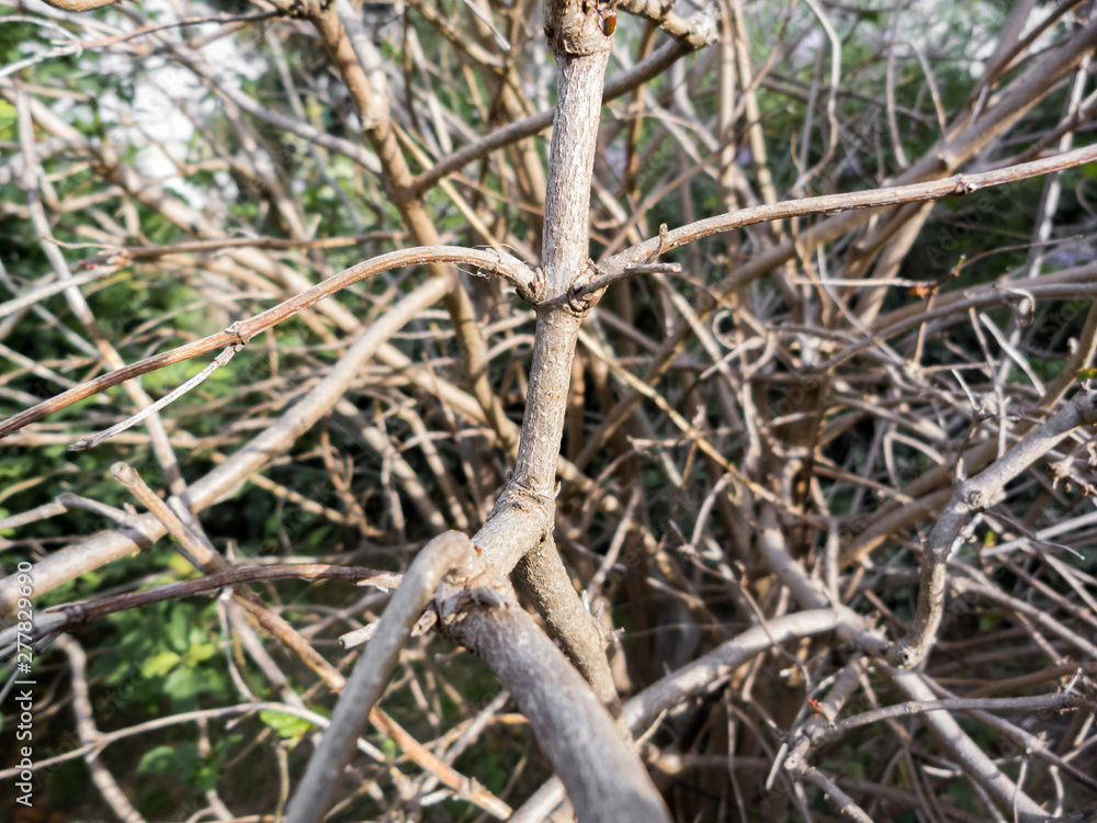 Cacophony of branches Cacophony of branches