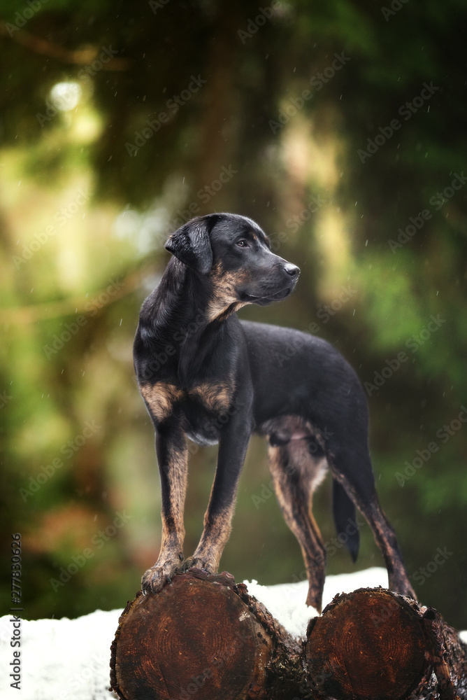 Black and store tan labradors